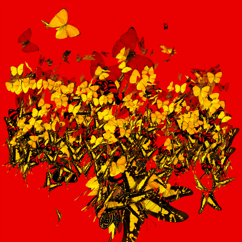 butterfly_oil