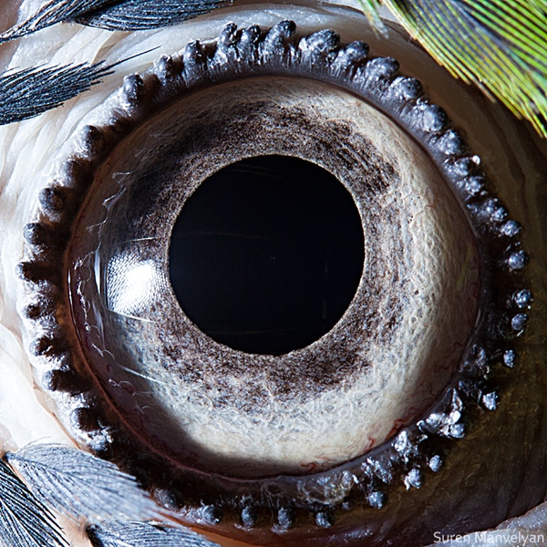 parrot-eye-closeup