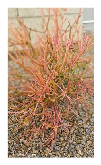 living coral cactus photo by Jill Meyer