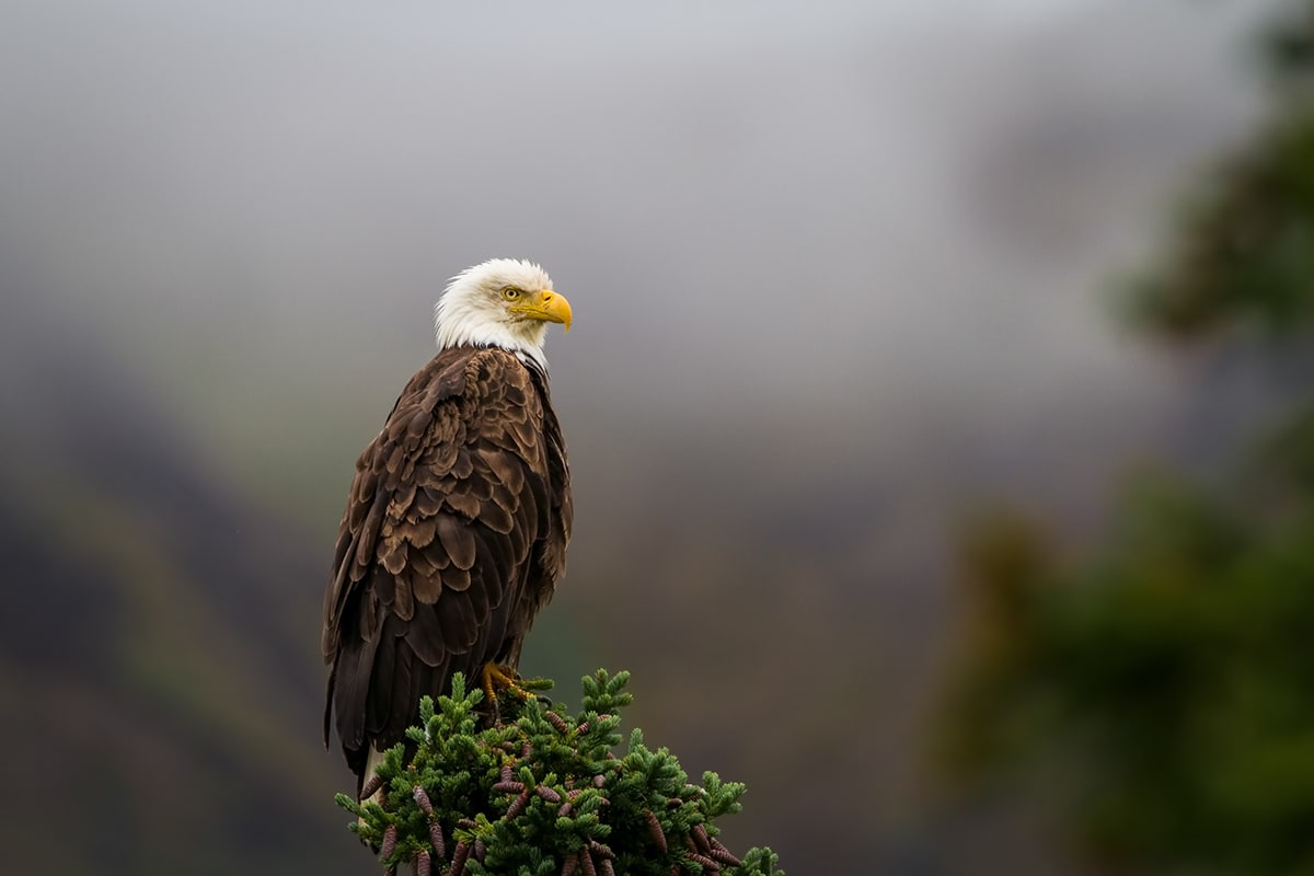 Photo from Alaska Wildlife series by Stacy Phillips that uses the rule of thirds.