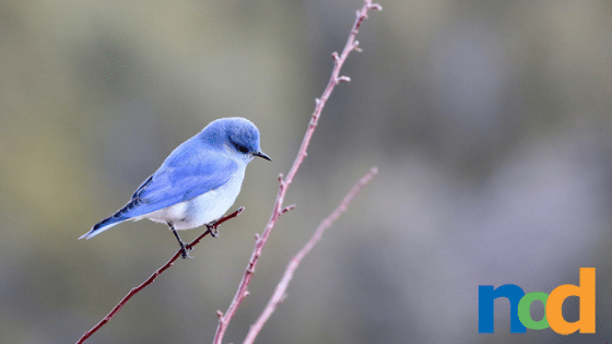 Photography Basics for Birders Workshop