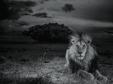 The Serengeti Lion