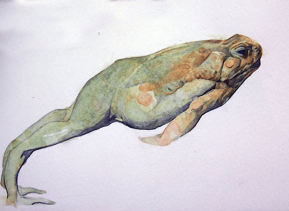 benjamin-bjorklund-frog-watercolor