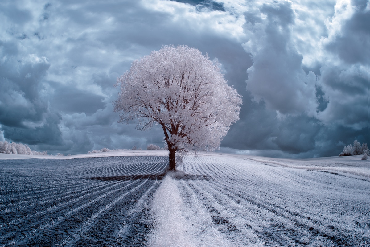 Photo from The Trees series by Przemyslaw Kruk that displays an effective and simple composition.