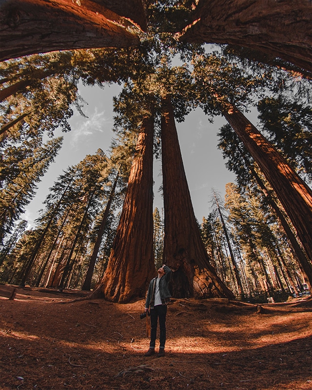 fisheye-lens-woods