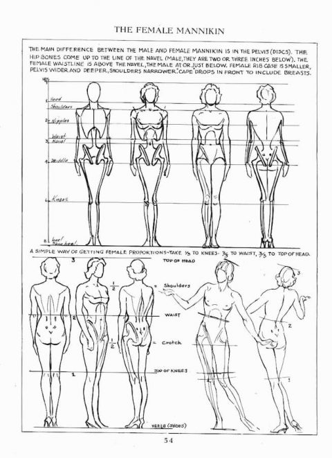 andrew loomis human anatomy