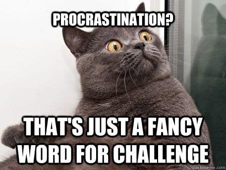 procrastination cat