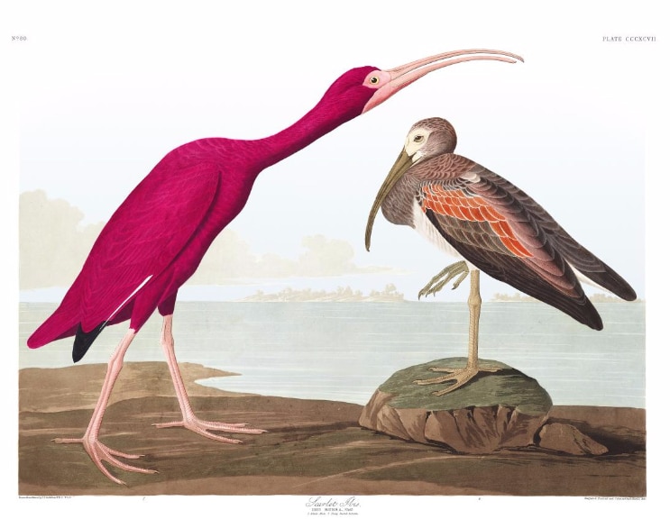 The Scarlet Ibis