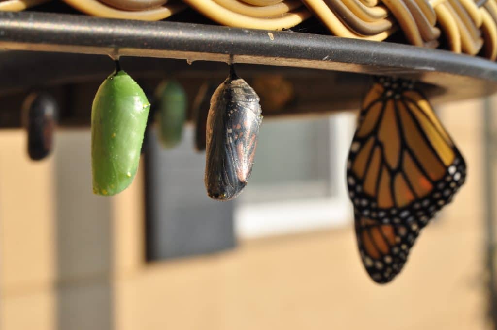 stages of life of a monarch butterfly