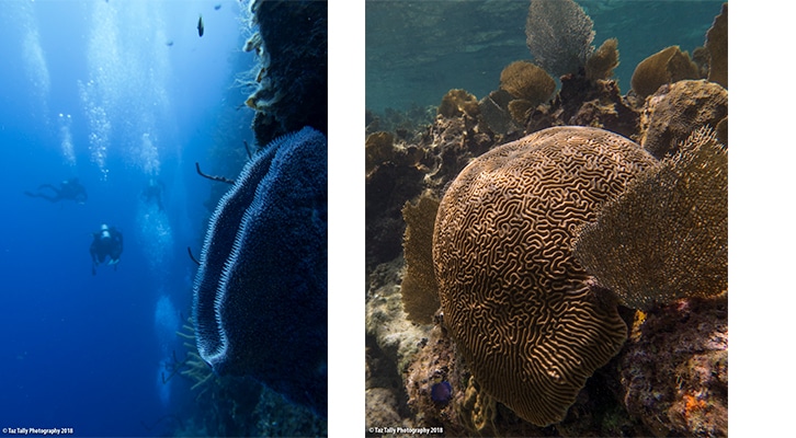 Little Cayman Great Wall underwater photograph of blue vase sponge