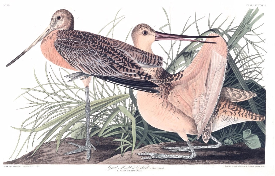 The Great Marbled Godwit