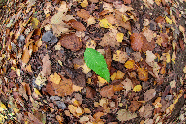 wide-angle-barrel-distortion2